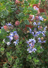 Ceanothus impressus 'Vandenberg'